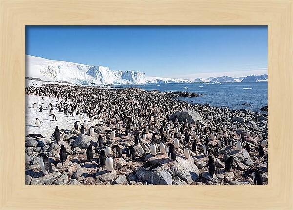 Adelie Penguins Nesting Among Rocks