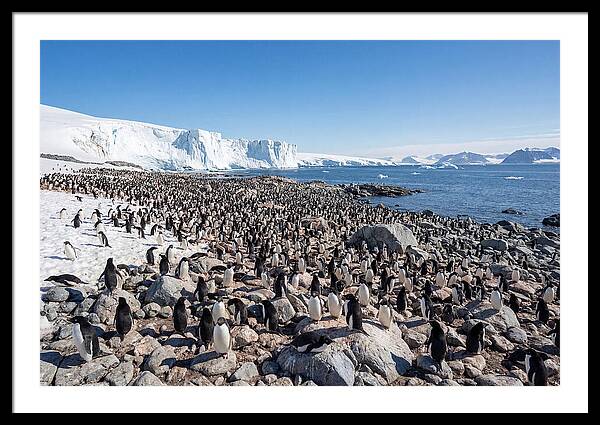 Adelie Penguins Nesting Among Rocks