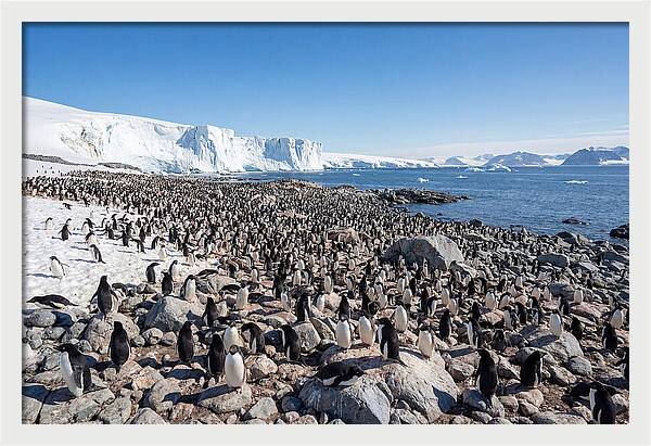 Adelie Penguins Nesting Among Rocks