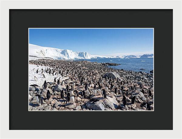 Adelie Penguins Nesting Among Rocks