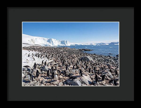Adelie Penguins Nesting Among Rocks