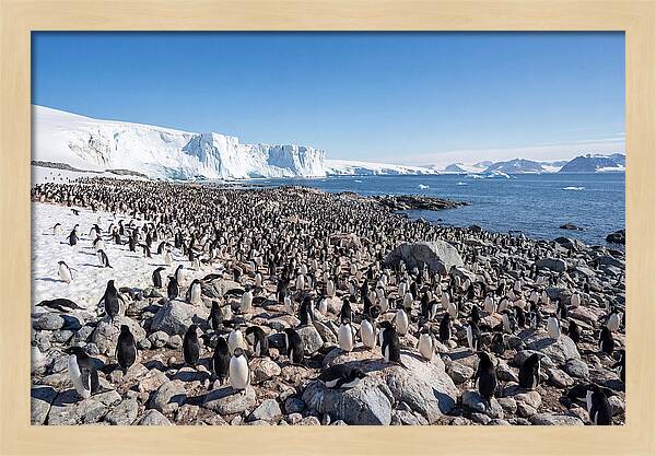 Adelie Penguins Nesting Among Rocks