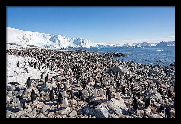 Adelie Penguins Nesting Among Rocks