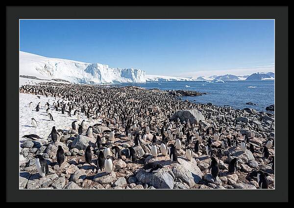 Adelie Penguins Nesting Among Rocks