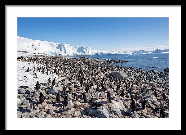 Adelie Penguins Nesting Among Rocks