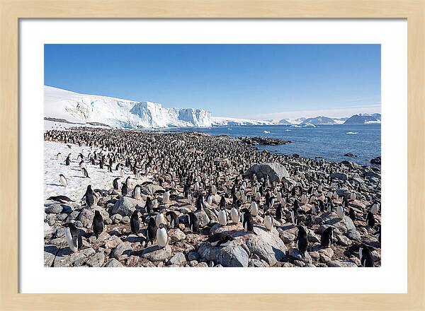 Adelie Penguins Nesting Among Rocks