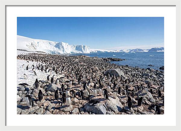 Adelie Penguins Nesting Among Rocks