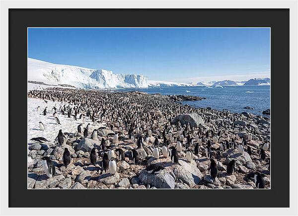 Adelie Penguins Nesting Among Rocks