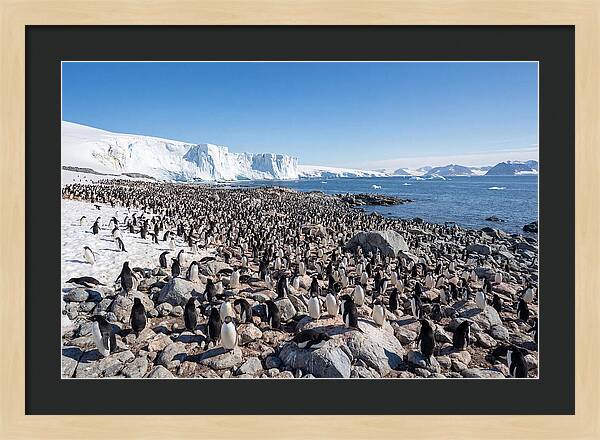 Adelie Penguins Nesting Among Rocks