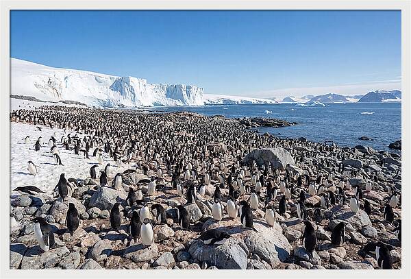 Adelie Penguins Nesting Among Rocks