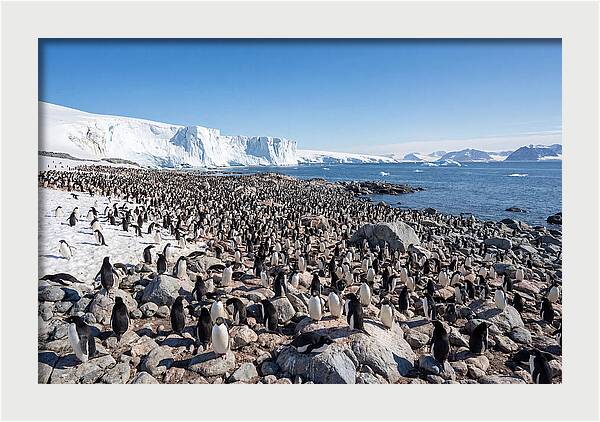 Adelie Penguins Nesting Among Rocks