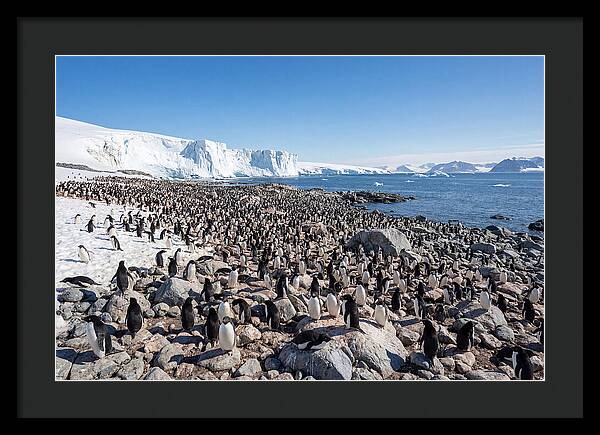 Adelie Penguins Nesting Among Rocks