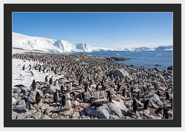 Adelie Penguins Nesting Among Rocks