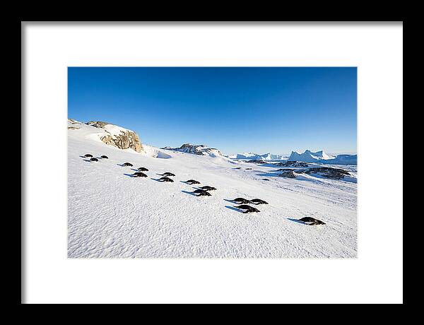 Adelie Penguins Tobogganing