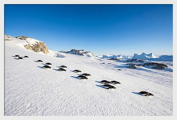 Adelie Penguins Tobogganing