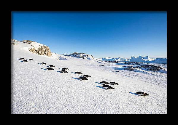 Adelie Penguins Tobogganing