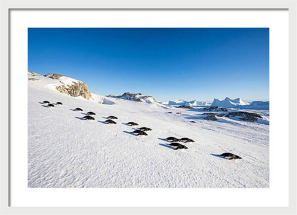 Adelie Penguins Tobogganing
