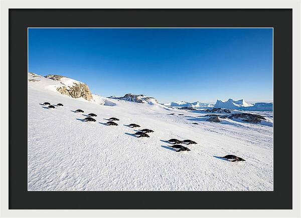 Adelie Penguins Tobogganing
