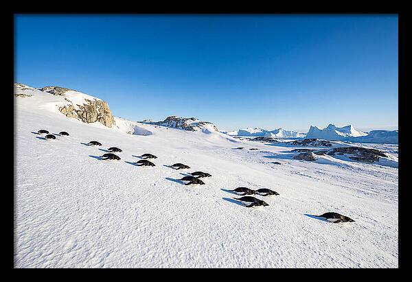 Adelie Penguins Tobogganing