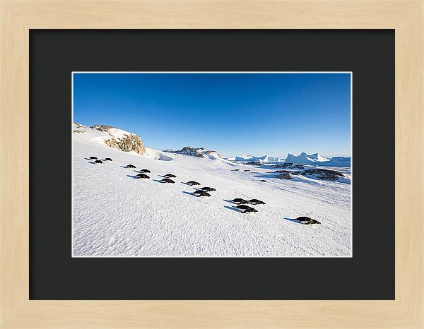 Adelie Penguins Tobogganing