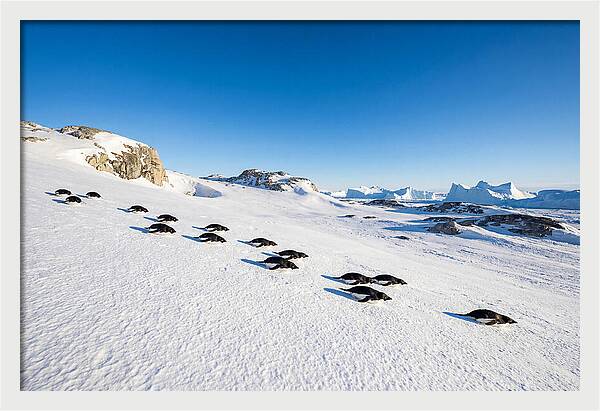 Adelie Penguins Tobogganing