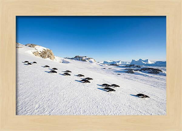 Adelie Penguins Tobogganing