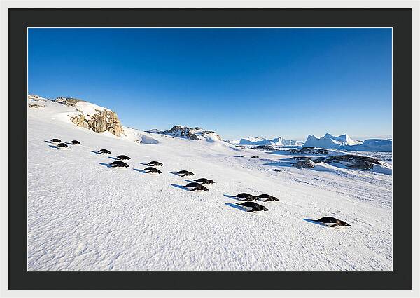 Adelie Penguins Tobogganing