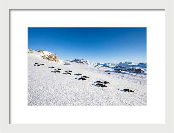 Adelie Penguins Tobogganing