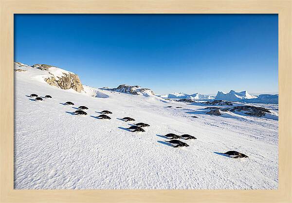 Adelie Penguins Tobogganing