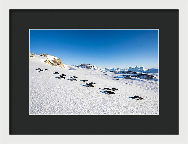 Adelie Penguins Tobogganing