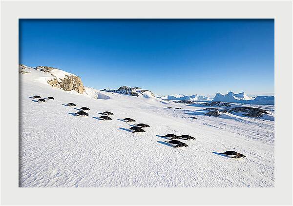 Adelie Penguins Tobogganing