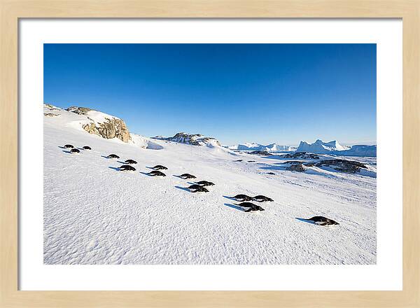 Adelie Penguins Tobogganing