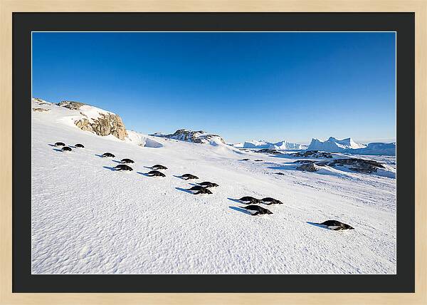 Adelie Penguins Tobogganing