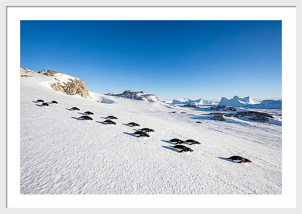 Adelie Penguins Tobogganing