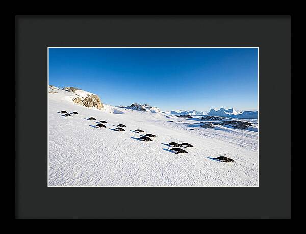 Adelie Penguins Tobogganing
