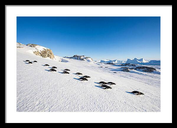 Adelie Penguins Tobogganing