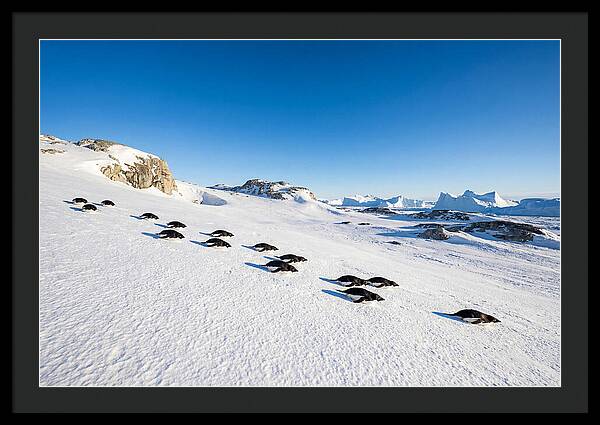 Adelie Penguins Tobogganing