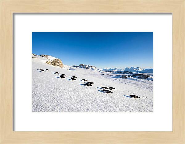 Adelie Penguins Tobogganing