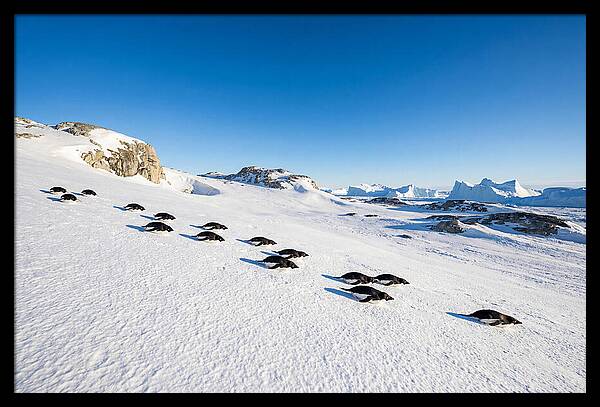 Adelie Penguins Tobogganing