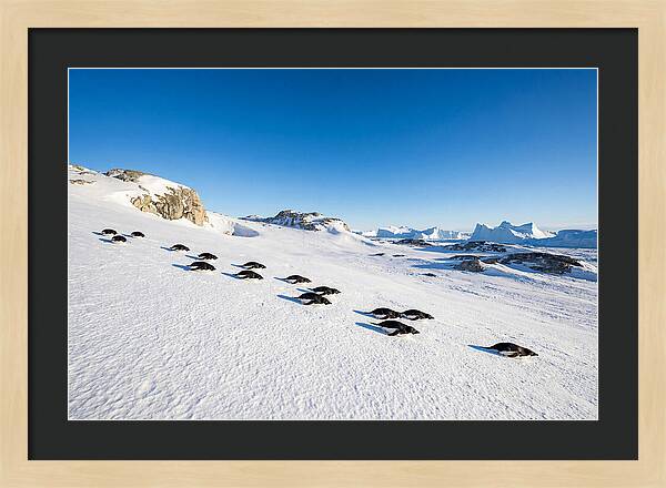 Adelie Penguins Tobogganing