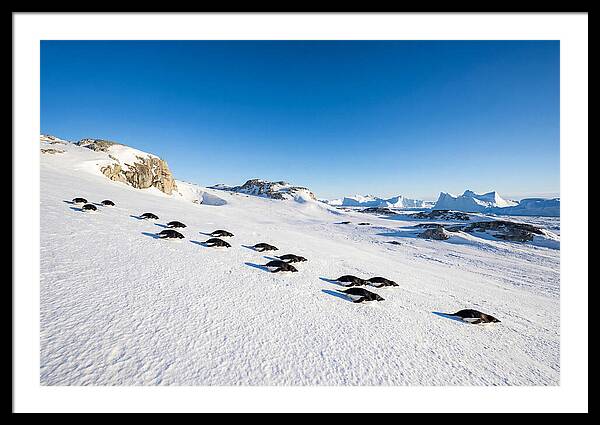 Adelie Penguins Tobogganing