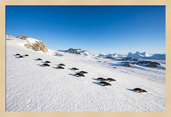 Adelie Penguins Tobogganing