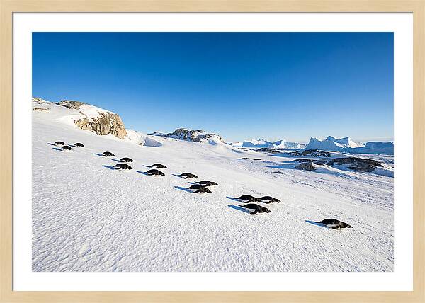Adelie Penguins Tobogganing