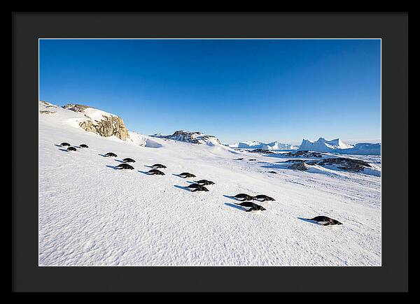 Adelie Penguins Tobogganing