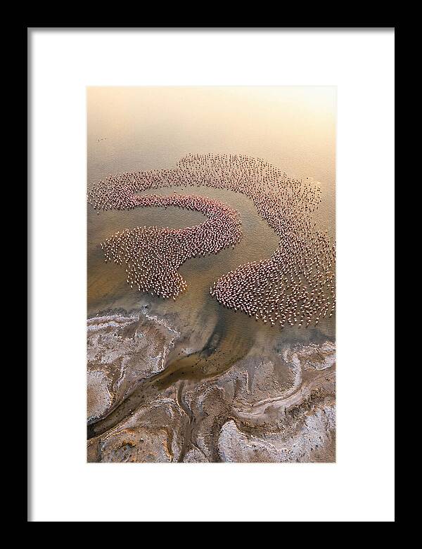 Aerial Flamingo Flock
