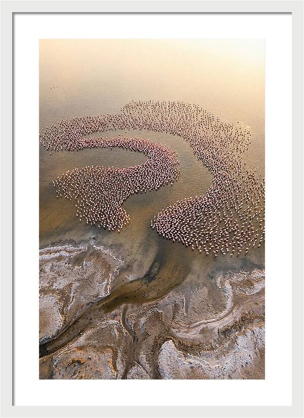 Aerial Flamingo Flock