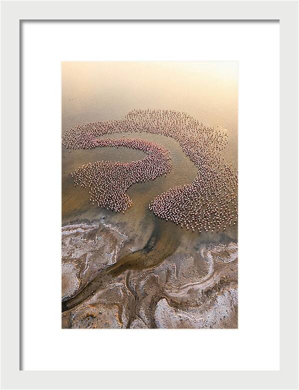 Aerial Flamingo Flock