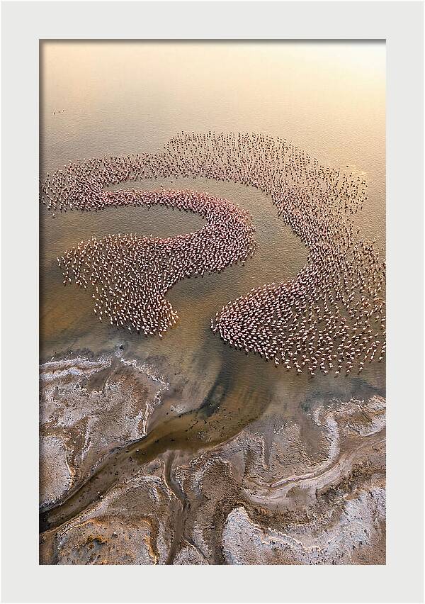 Aerial Flamingo Flock