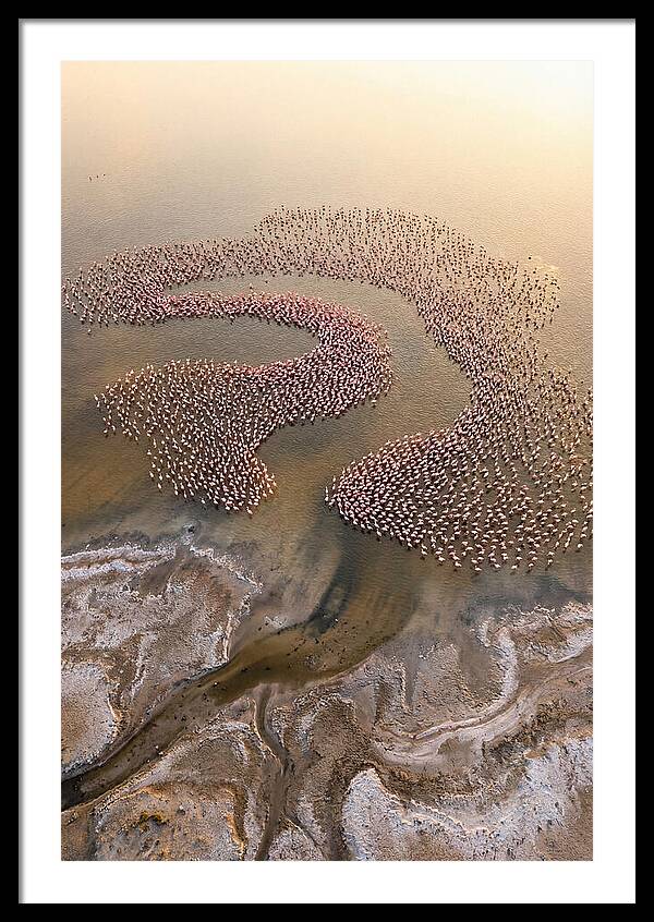 Aerial Flamingo Flock