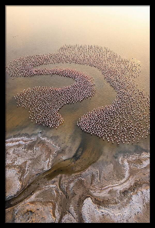 Aerial Flamingo Flock